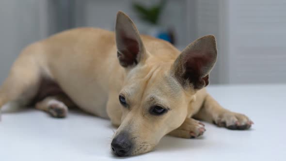 Sad Lonely Dog Lying Dreaming of Owner, Shelter for Homeless Pets, Adoption