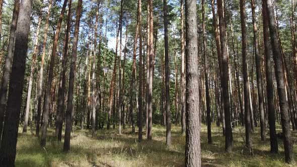 Natural Forest Landscape By Day