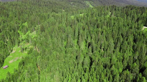 Aerial View of Beautiful Mountain Trees in Summer Season