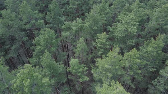 Pine Forest in the Afternoon Aerial View Slow Motion