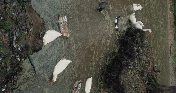 Vertical Footage  White Domestic Geese and Ducks Swim in Pond on Farm