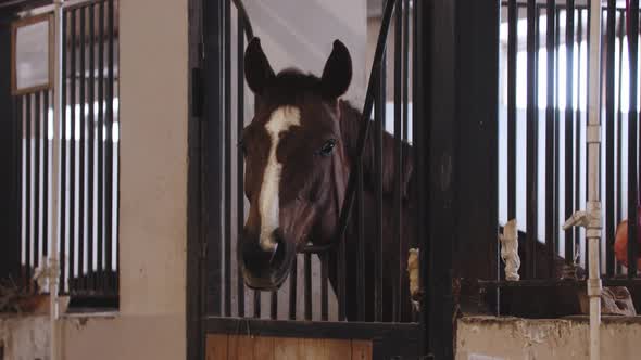 Brown Horse with White Strip on the Muzzle Stands in the Stall