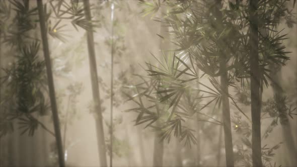 Asian Bamboo Forest with Morning Fog Weather