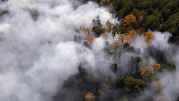 Aerial Shot of Fire Violently Burning the Forest