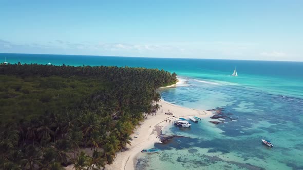 4k 24fps Palms Tree In The Saona Island With Drone Dominican Republic 6