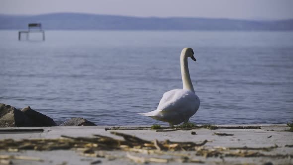 Lower afternoon view footage from a stepping forward and interested swan on the shore of Zamárdi, La