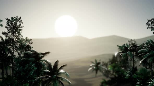 Coco Palm Trees Tropical Landscape alt