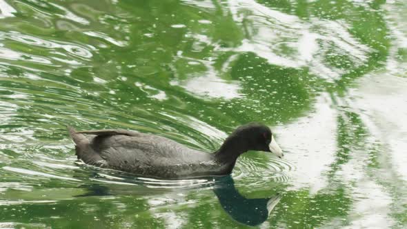 Wild Bird Like a Duck with White Beak Picking Up Food on the Water Surface RED