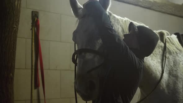 Stablehand halters and bridles beautiful white horse in stable