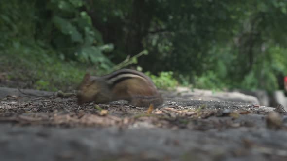 Chipmunk searching and eating seeds in park.