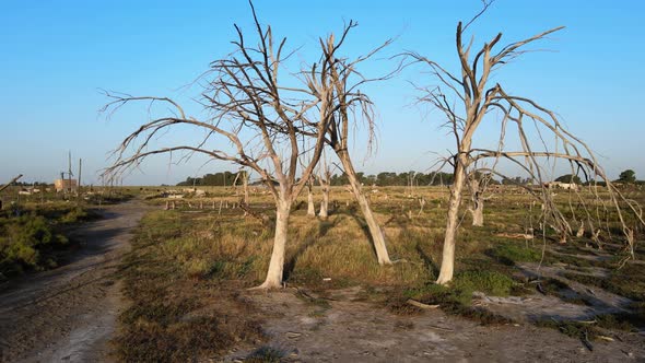 Dead trees remain at Epecuen Town Aerial tracking out