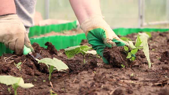 Women's Hands in Gloves Plant Seedlings of Cucumbers in the Garden