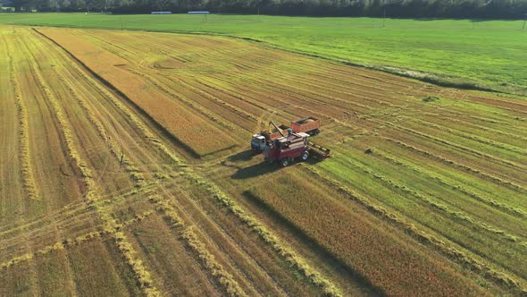 The Combine Harvester Unloads Wheat Into the Truck