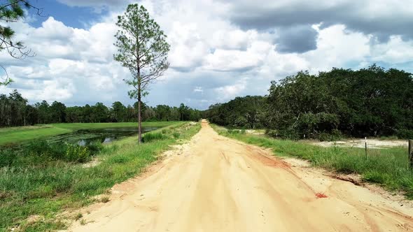 A country dirt road in Central Florida flanked by a pine forest and pond.