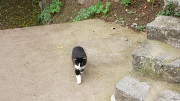 Black And White Stray Kitten at Istanbul Street