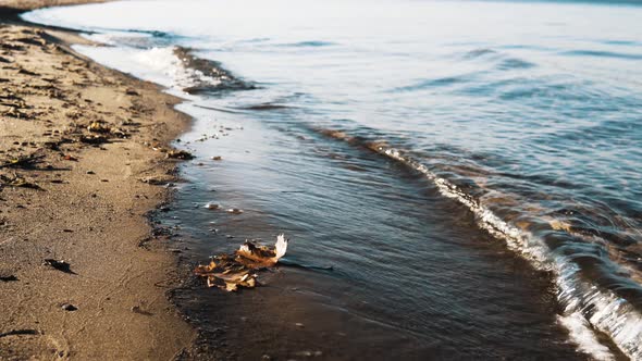 Three orange maple leavesing with small waves hitting a sandy beach