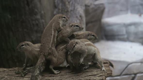 Cape Ground Squirrel