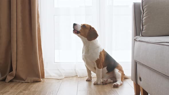 Dog Beagle Sitting at Home on the Floor Near the Window and Barks