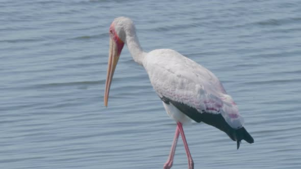 A beautiful white Yellow Billed Stork walking on shallow water hunting for food - slowmo