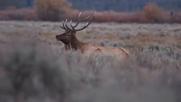 Bull Elk wandering through the sagebrush at dawn