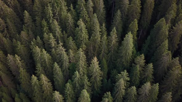 Top view of Pine forest in the Dolomite mountains of northern Italy showing young and older tree pat