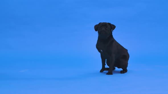 A Funny Cute Black Pug Sitting with His Head Up and Barking