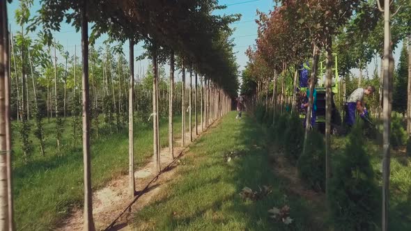 Workers Take Care of Trees in Modern Garden