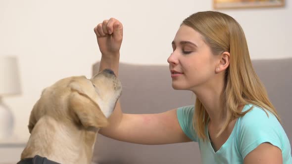 Caucasian Young Woman Training Labrador Dog Perform Commands, Pet Discipline