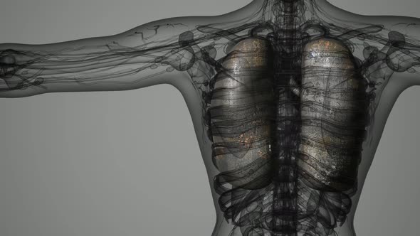 Human Lungs Radiology Exam