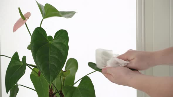 Man washing the leaves of a house plant close-up.