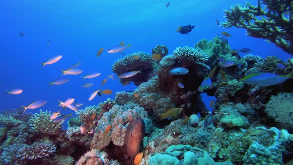 Tropical Coral Reef Seascape