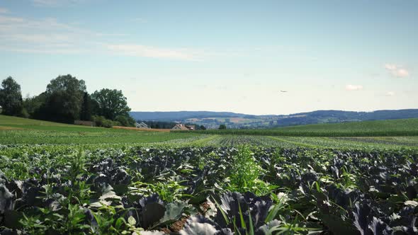 Rows of green cabbage growing on farm field. 