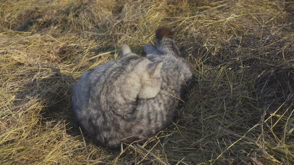 A grey British cat licks its fur while lying on the hay with its back to the camera