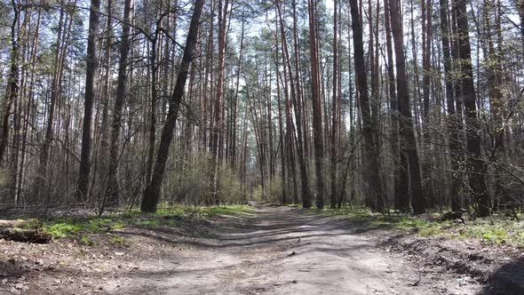 Road in the Forest During the Day Slow Motion