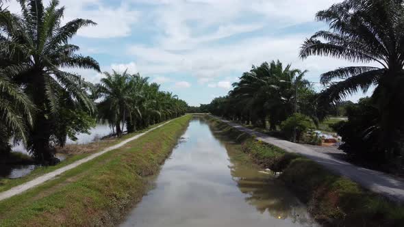 Move forward the small river of oil palm tree