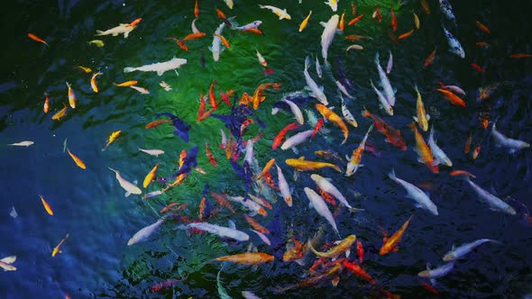 A group of colorful ornamental fish swims in the pool. Goldfish in the pond.  Koi fish.
