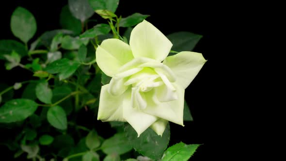 Time Lapse of Growth and Opening White Rose Flower