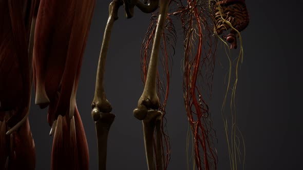 Animated 3D Human Anatomy Illustration