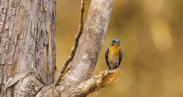 Perched Tickell's blue flycatcher male on a stump of a teak tree displaying its colours