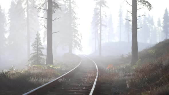 Empty Railway Goes Through Foggy Forest in Morning