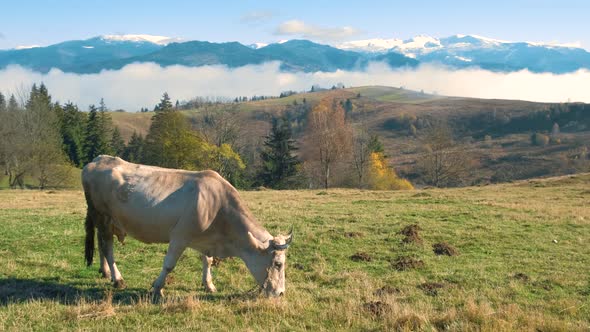 Farm cow grazing on alpine pasture meadow in summer mountains.