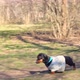 Dachshund Dog Likes Walking on Leash in Park on Sunny Day - VideoHive Item for Sale