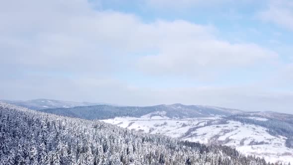 Coniferous Forest . View From Above . Aerial View