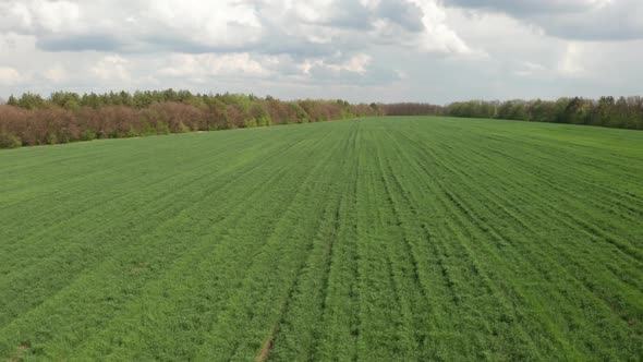 Span over the field on which planted green seedlings of wheat, corn or zhita