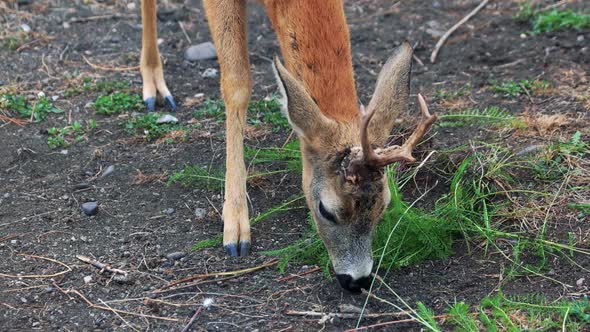 Young Brown Deer Eating Grass at the Zoo