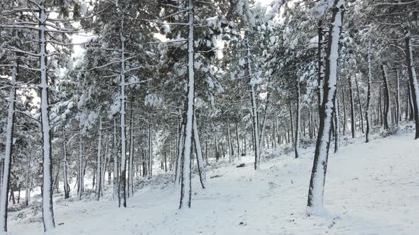 Frozen Trees Covered Snow