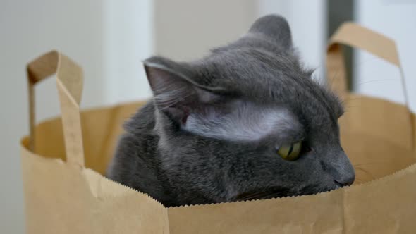 A Cute Gray Cat Sits in a Supermarket Bag and Looks Around
