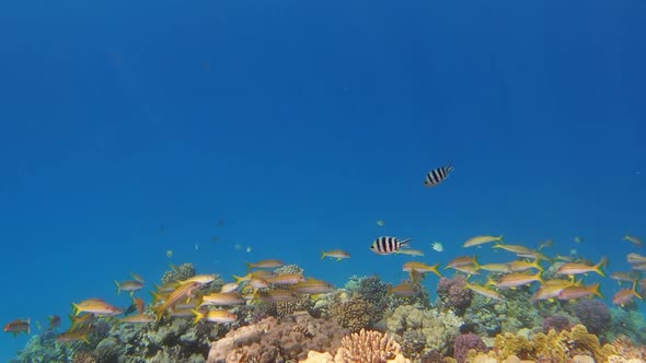 Many Fish Swim Among Corals in the Red Sea Egypt
