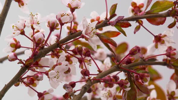 White Cherry Tree Flowers Blossoms