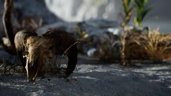 Skull of a Dead Ram in the Desert